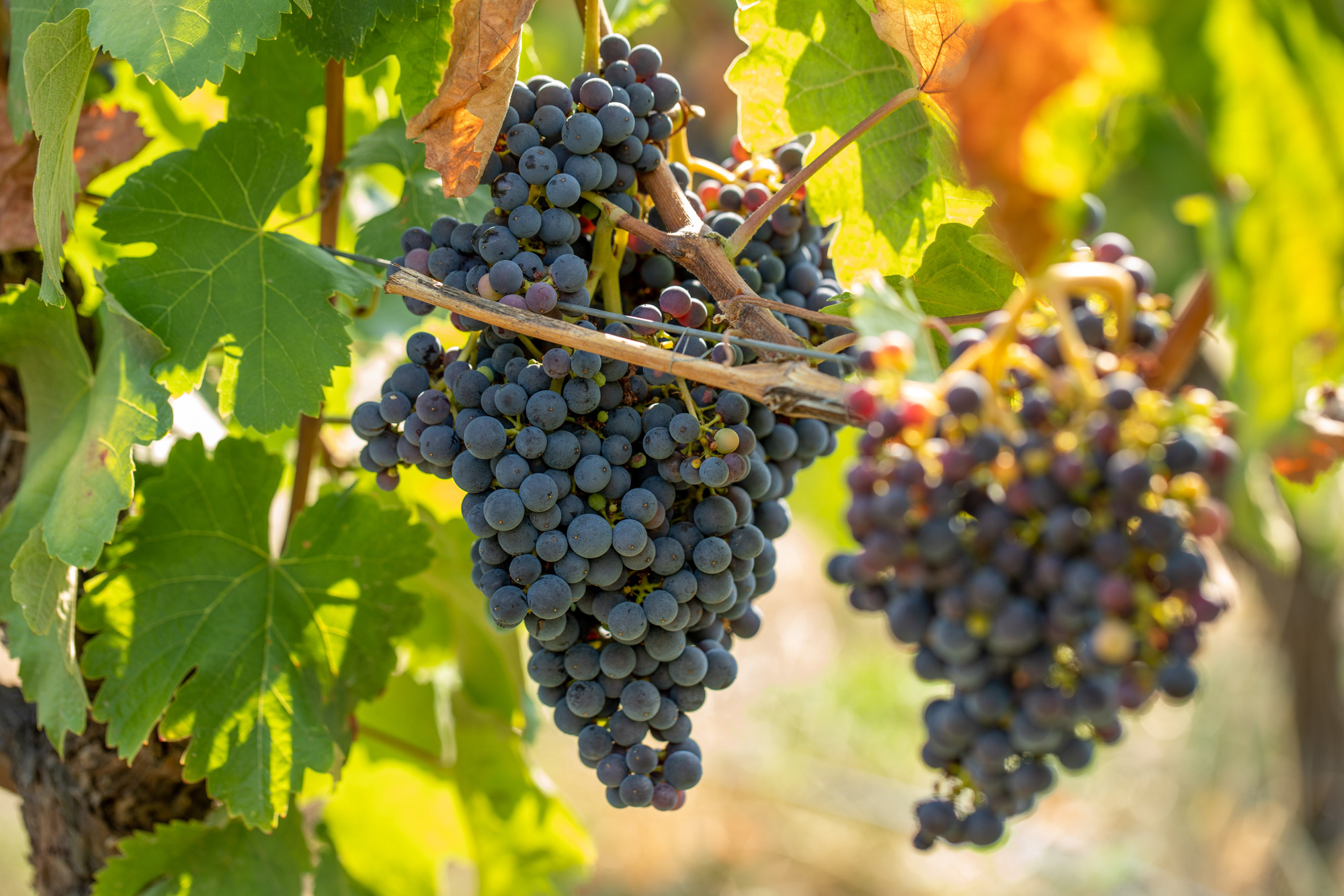 Cuvée FUELLA NERA 2021 AOP Bellet 1.5L MAGNUM – Image 2