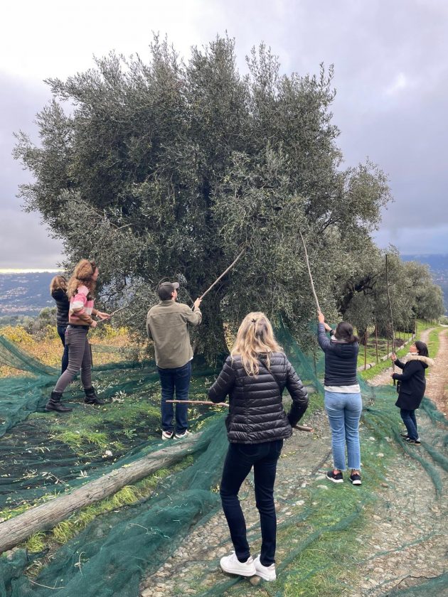 Teambuilding- Visite & récolte d'huile d'olive