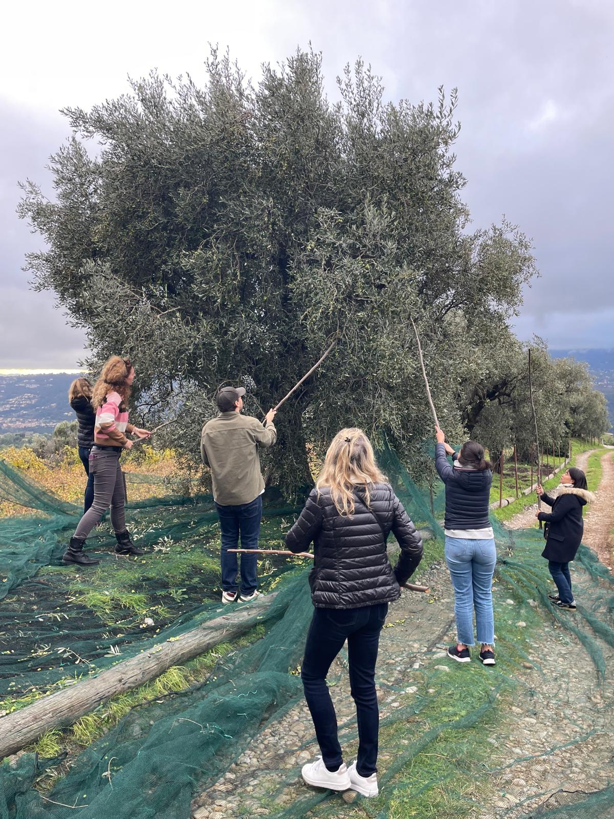 Teambuilding- Visite & récolte d'huile d'olive
