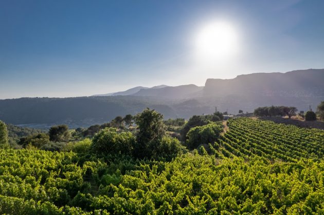 Teambuilding - Immersion Viticole et Dégustation