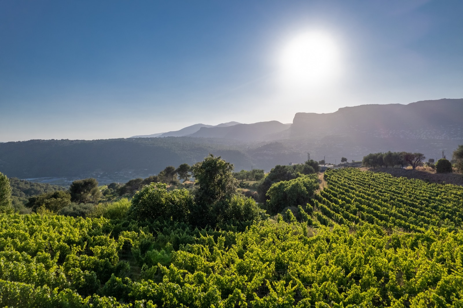 Teambuilding - Immersion Viticole et Dégustation