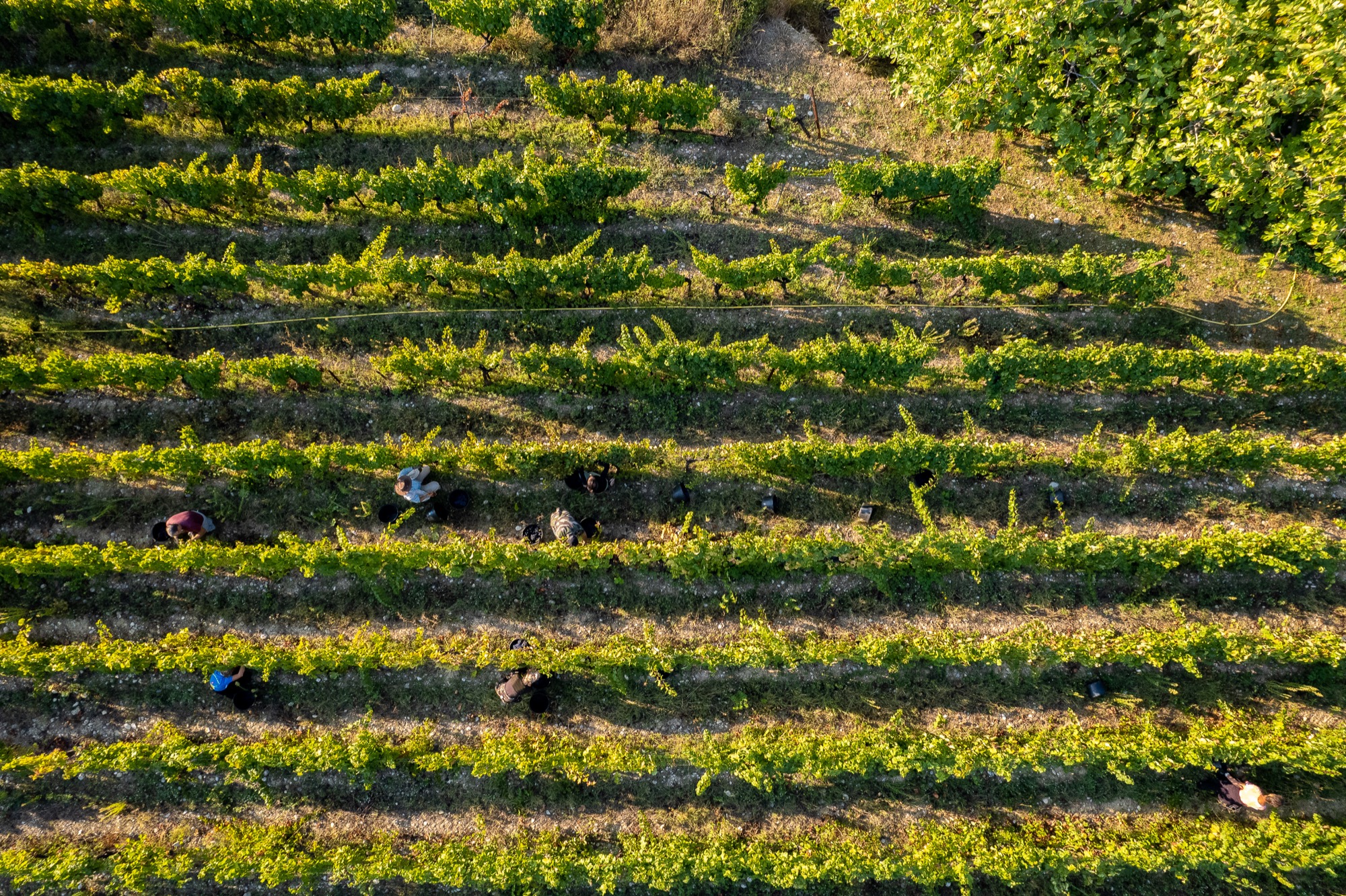 Enterrement de Vie de Célibataire