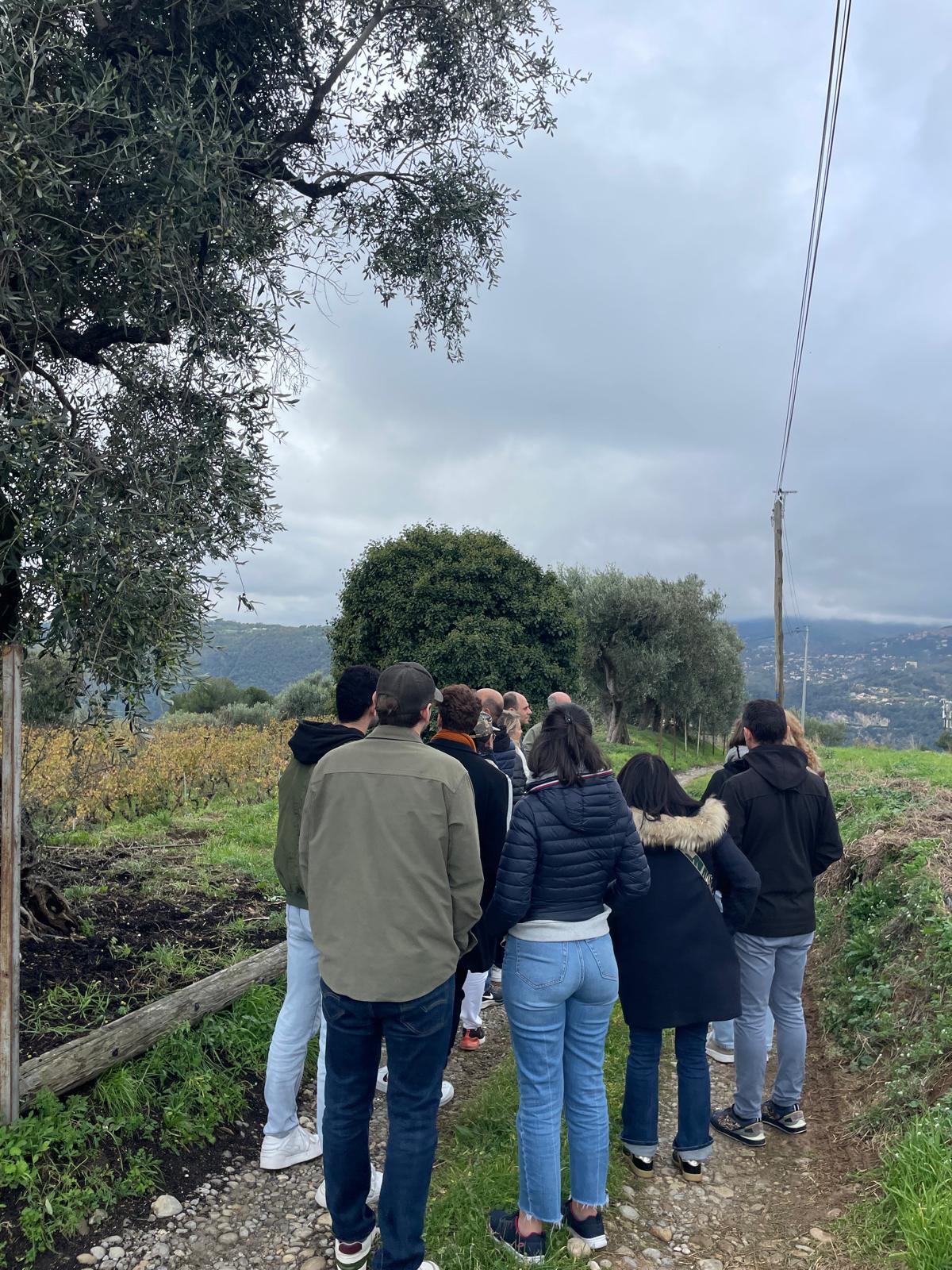 Teambuilding- Visite & récolte d'huile d'olive – Image 4