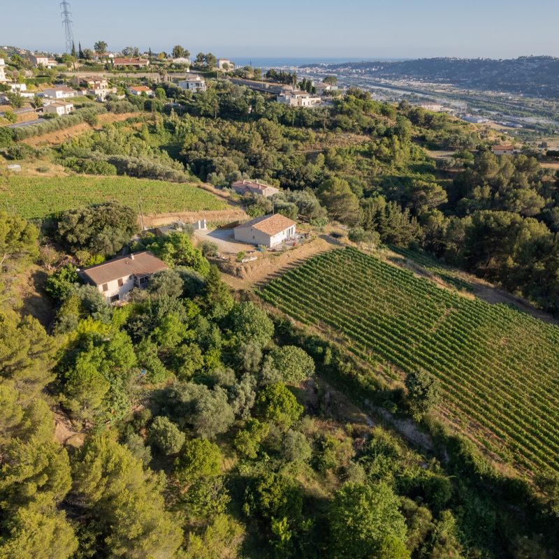 Les vignes du domaine de la source au soleil du mois d'aout