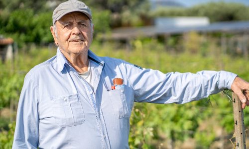 jacques dalmasso dans les vignes du domaine de la source