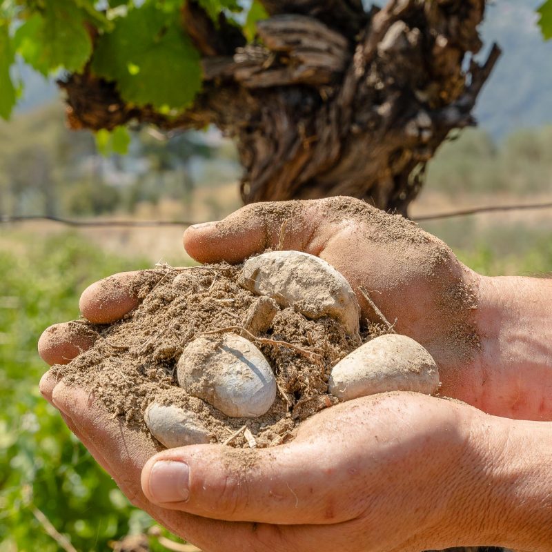 le poudingue est le terroir sur lequel poussent nos vignes